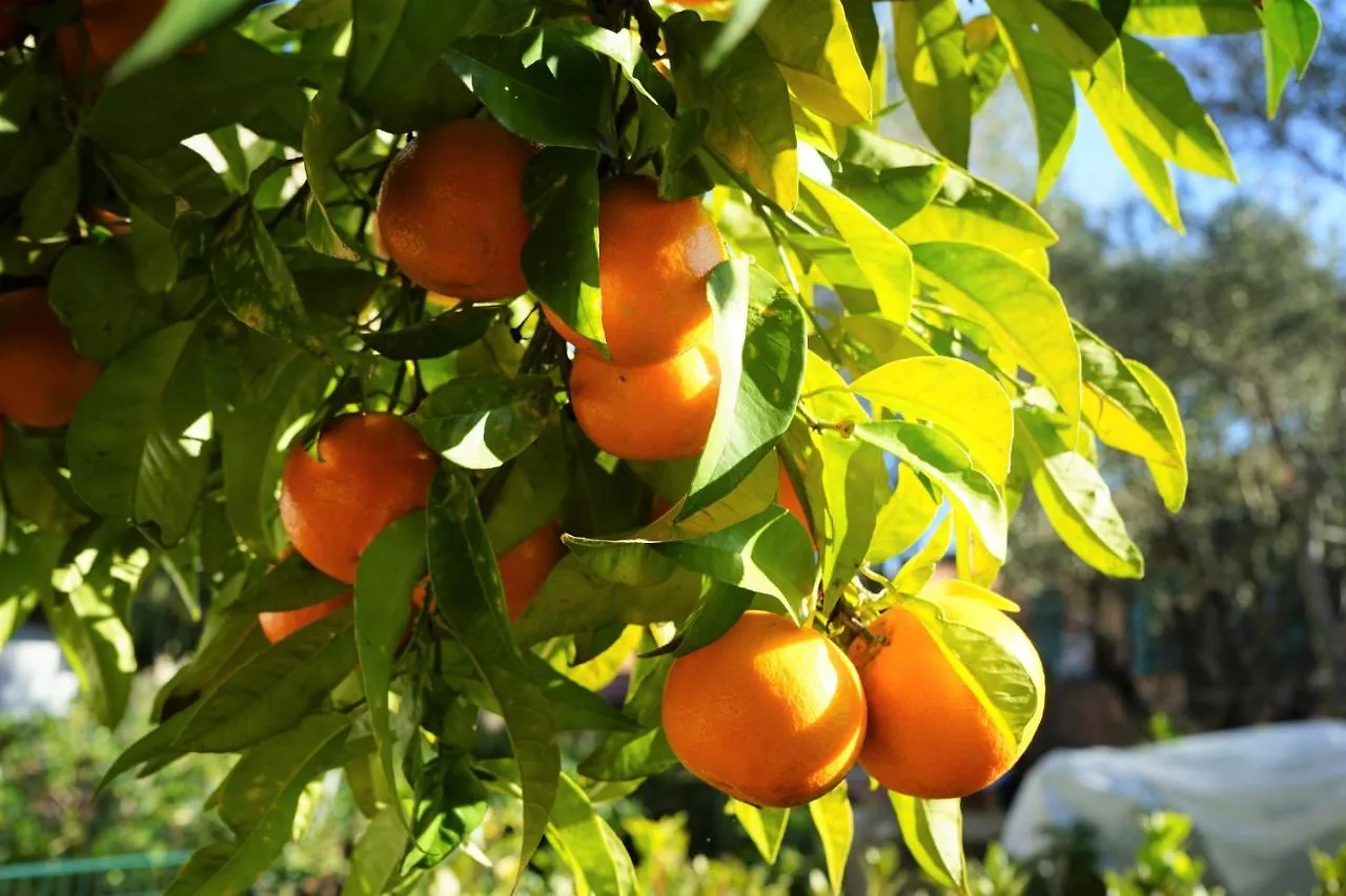 Appartamento La Casa dell'Arancio Lerici